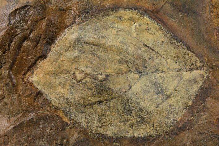 Paleocene Fossil Leaf (Averrhoites) - North Dakota #95522